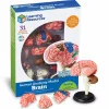 Learning Resources Anatomimodel - Hjerne| Montessori|Halloween