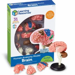 Learning Resources Anatomimodel - Hjerne| Montessori|Halloween