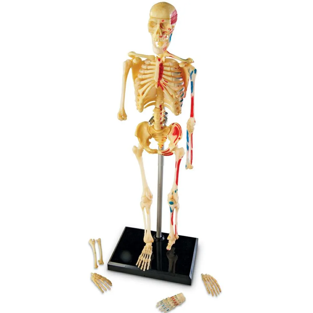 Learning Resources Anatomimodel - Skelet| Skolesjov|Montessori