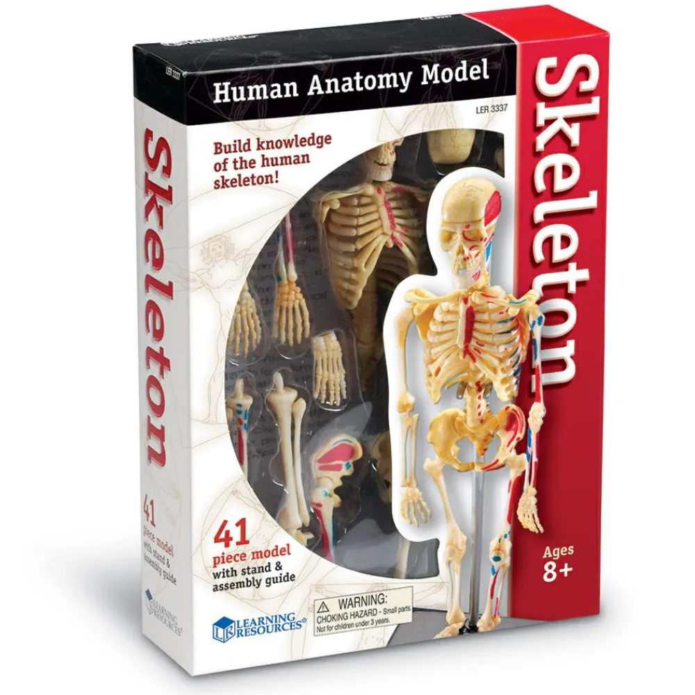 Learning Resources Anatomimodel - Skelet| Skolesjov|Montessori