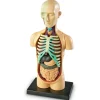 Learning Resources Anatomimodel - Torso| Skolesjov|Montessori