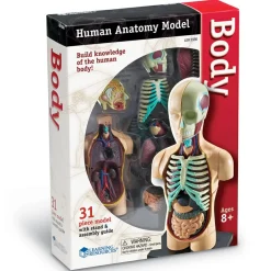 Learning Resources Anatomimodel - Torso| Skolesjov|Montessori