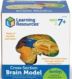 Learning Resources Anatomi tværsnit - Hjerne| Anatomi/Kroppen
