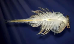 Aqua Dragons i akvarium m. LED lys| Stem Læringslegetøj|Naturvidenskab