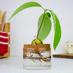 Dyrk din egen avocadoplante| Naturvidenskab|Insekt & Naturleg