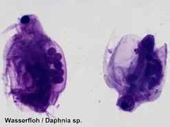 Mikroskop slides - Diverse, 25 stk.| Naturvidenskab|Eksperimenter