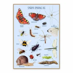 Ciha Plakat 50 x 70 cm - Smådyr omkring dig|Børn Til Børneværelset|Naturvidenskab