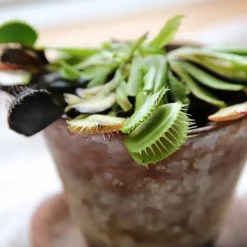 Plant selv kit - Kødædende plante| Naturvidenskab|Insekt & Naturleg