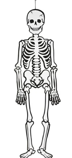 Creativ Company Skelet (glow in the dark) i karton, 120 cm.| Kreativ Leg|Halloween