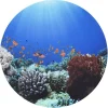 tickit® Sæt scenen Ø62,5 cm - Under havet| Lysborde