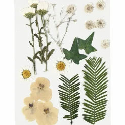 Creativ Company Tørrede blomster/blade - Råhvid, 19 ass.| Påske|Kreativ Leg
