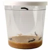 InsectLore Voucher til refill - Sommerfuglelarver, 5 stk.| Naturvidenskab