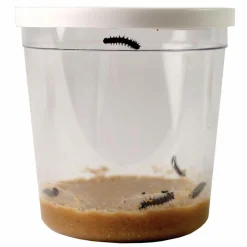 InsectLore Voucher til refill - Sommerfuglelarver, 5 stk.| Naturvidenskab
